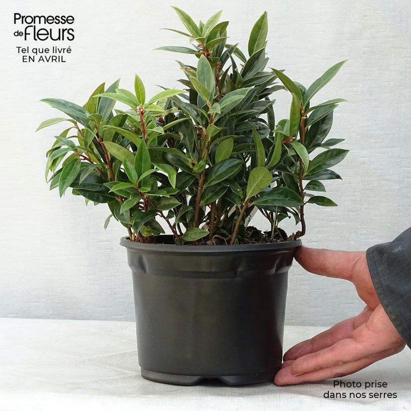 Sarcococca hookeriana humilis 2L/3L pot sample as delivered in spring
