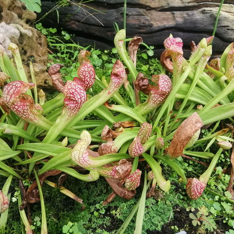 Sarracenia Scarlet Belle - Pitcher plant (Plant habit)