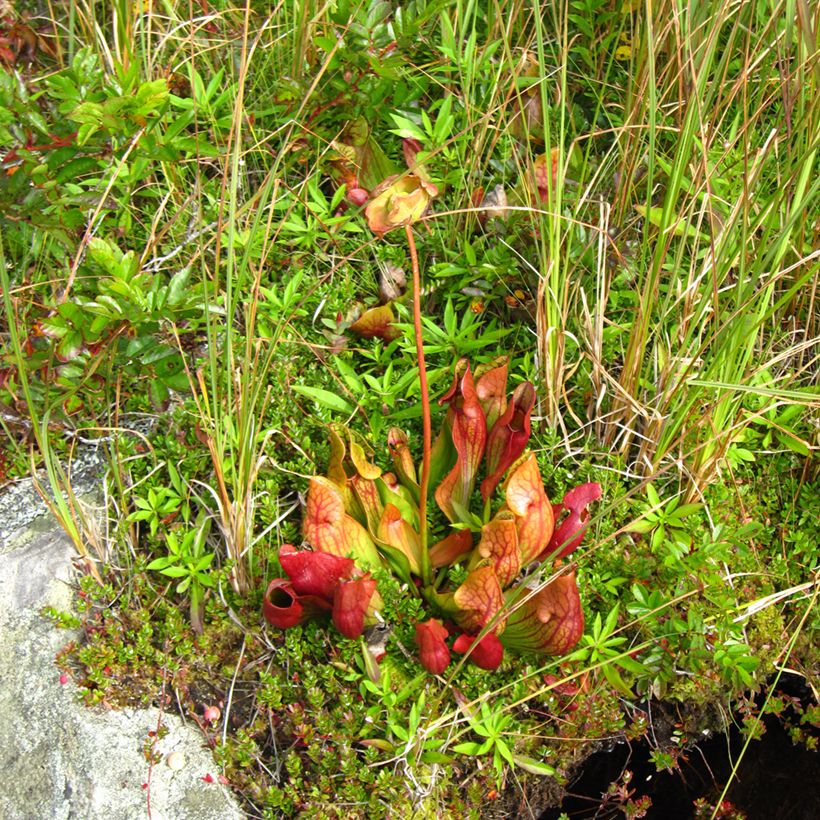Sarracenia purpurea subsp. venosa - Southern Purple Pitcher Plant (Plant habit)