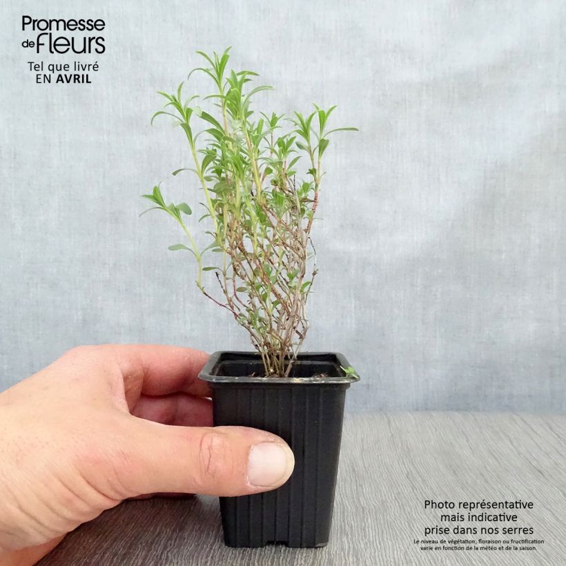 Satureja montana 7/8 cm pot sample as delivered in spring