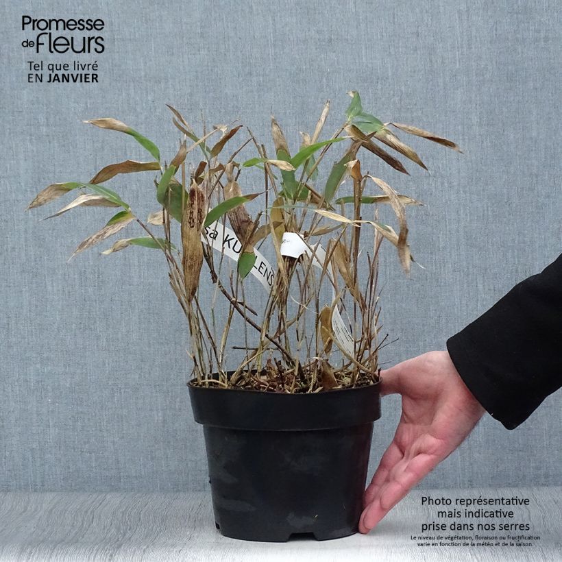 Sasa kurilensis 2L/3L pot sample as delivered in winter