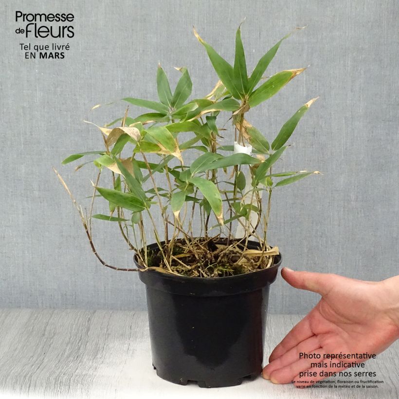 Sasa kurilensis 2L/3L pot sample as delivered in spring