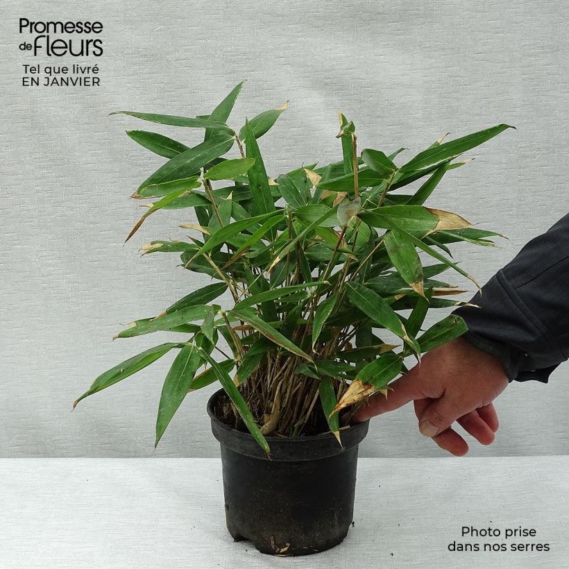 Sasa tsuboiana Pseudosasa japonica 2L/3L pot sample as delivered in winter
