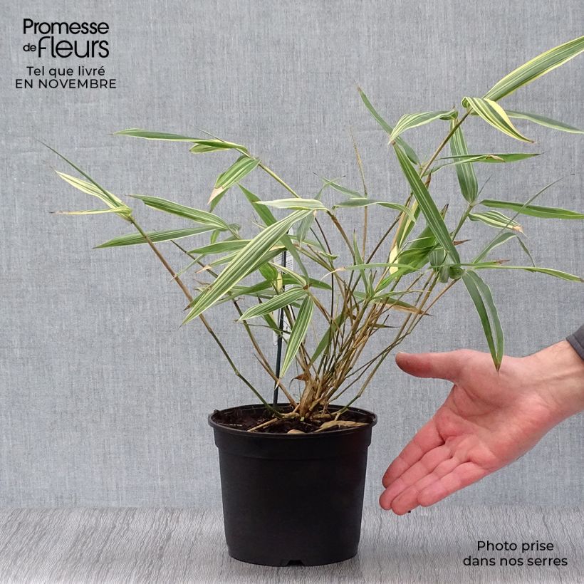 Sasaella masamuneana Albostriata 2L/3L pot sample as delivered in autumn