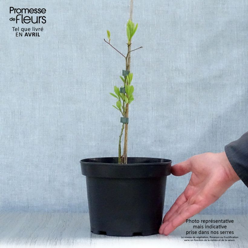 Sassafras albidum 3L/4L pot sample as delivered in spring