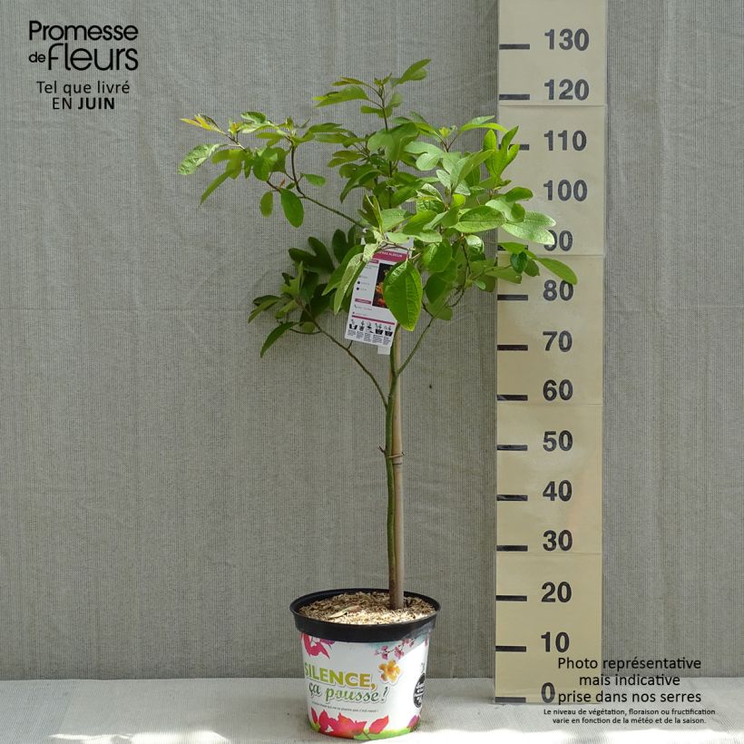 Sassafras albidum 7.5L/10L pot sample as delivered in spring
