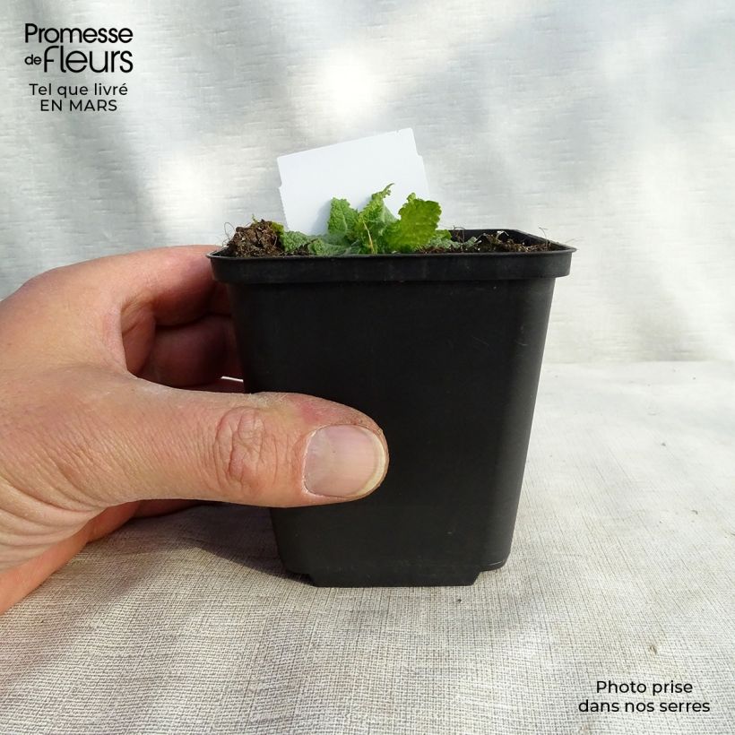 Salvia nemorosa Colourspires Crystal Blue - Woodland Sage 8/9 cm pot sample as delivered in winter