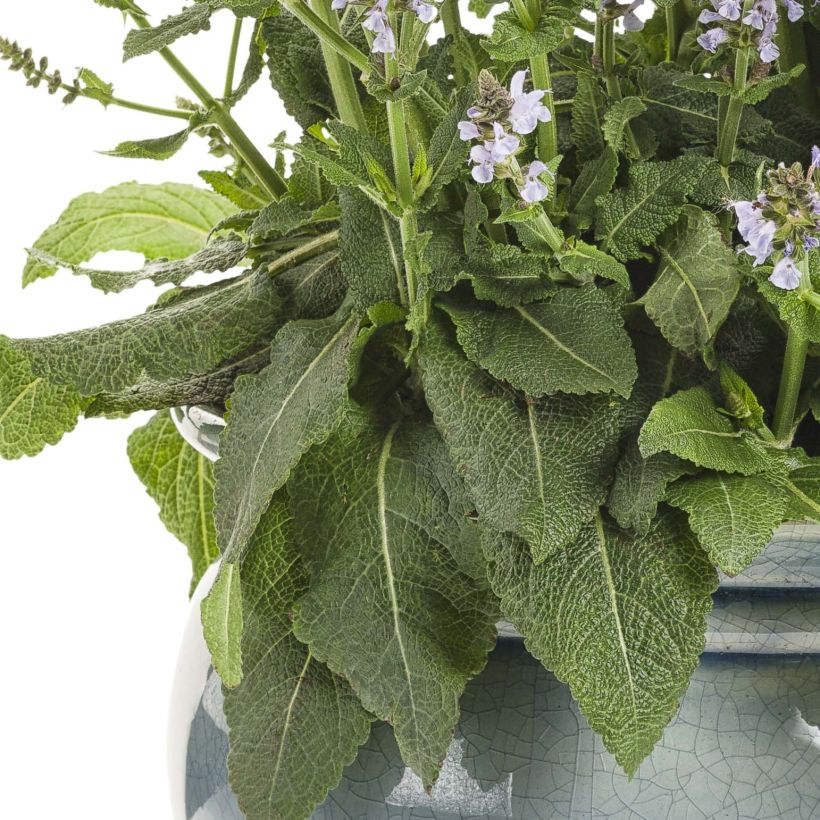 Salvia nemorosa Colourspires Crystal Blue - Woodland Sage (Foliage)