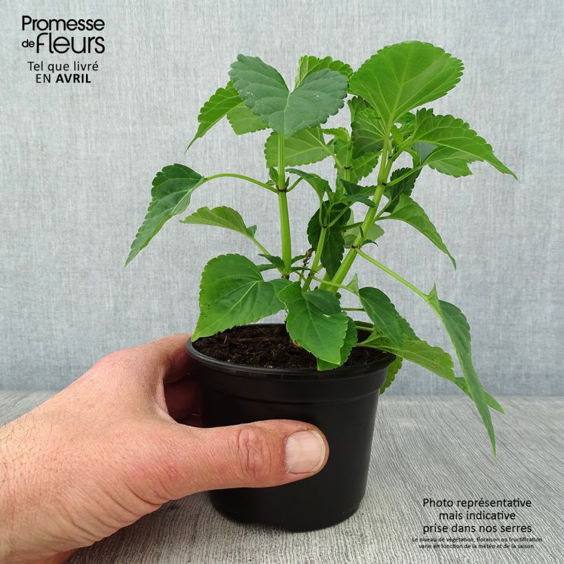 Salvia x spendens Gogo Purple 8/9 cm pot sample as delivered in spring