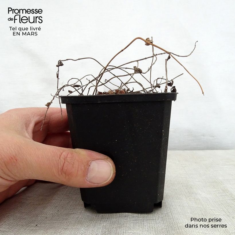 Salvia forreri  8/9 cm pot sample as delivered in spring