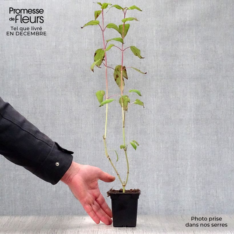 Salvia involucrata Bethelii 7/8 cm pot sample as delivered in winter