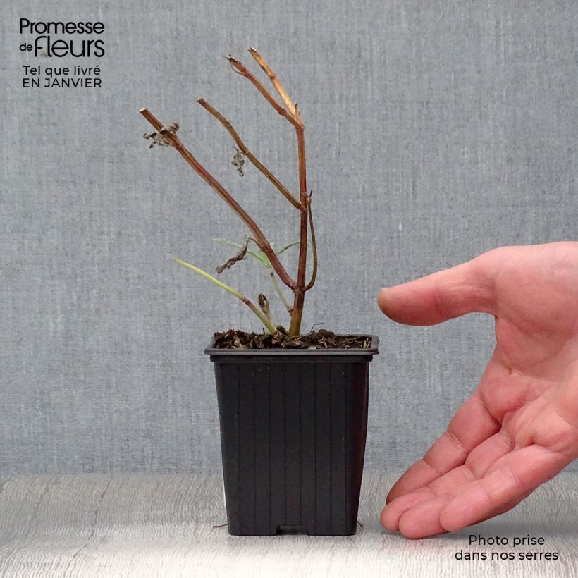 Salvia leucantha 7/8 cm pot sample as delivered in winter