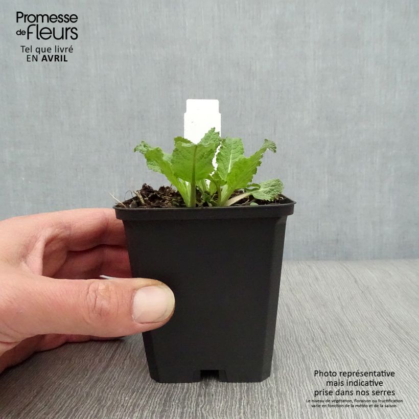 Salvia nemorosa Amethyst - Woodland Sage 8/9 cm pot sample as delivered in spring