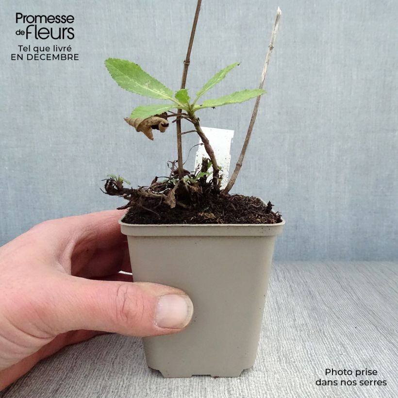 Salvia nemorosa Caradonna - Woodland Sage 8/9 cm pot sample as delivered in winter