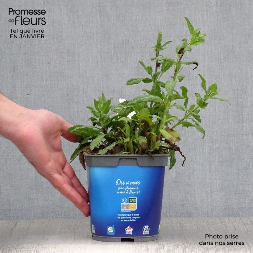Salvia nemorosa Caradonna - Woodland Sage 1.5L/2L pot sample as delivered in winter