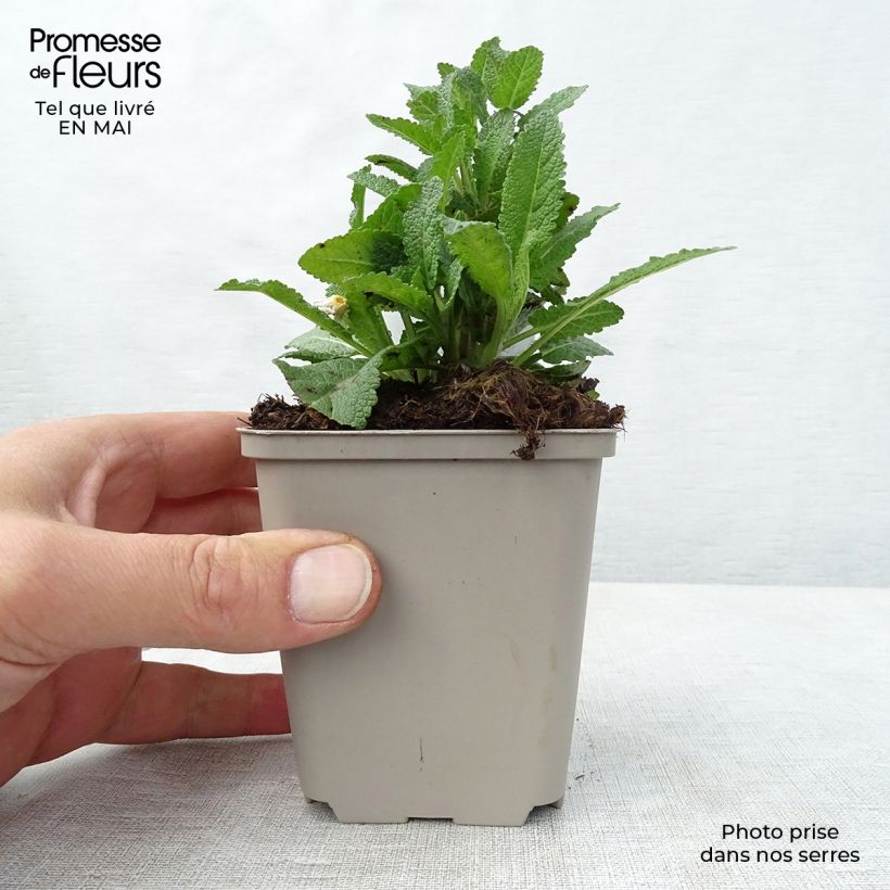Salvia nemorosa Caradonna - Woodland Sage 8/9 cm pot sample as delivered in spring