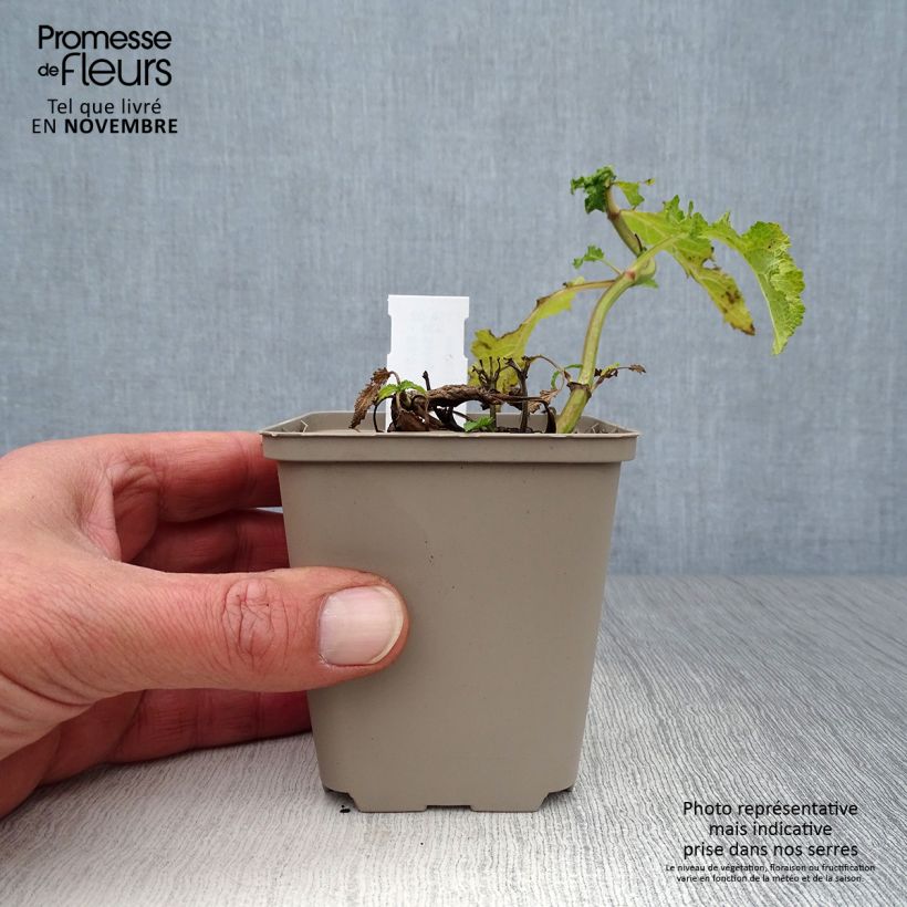 Salvia nemorosa Schwellenburg - Woodland Sage 8/9 cm pot sample as delivered in autumn