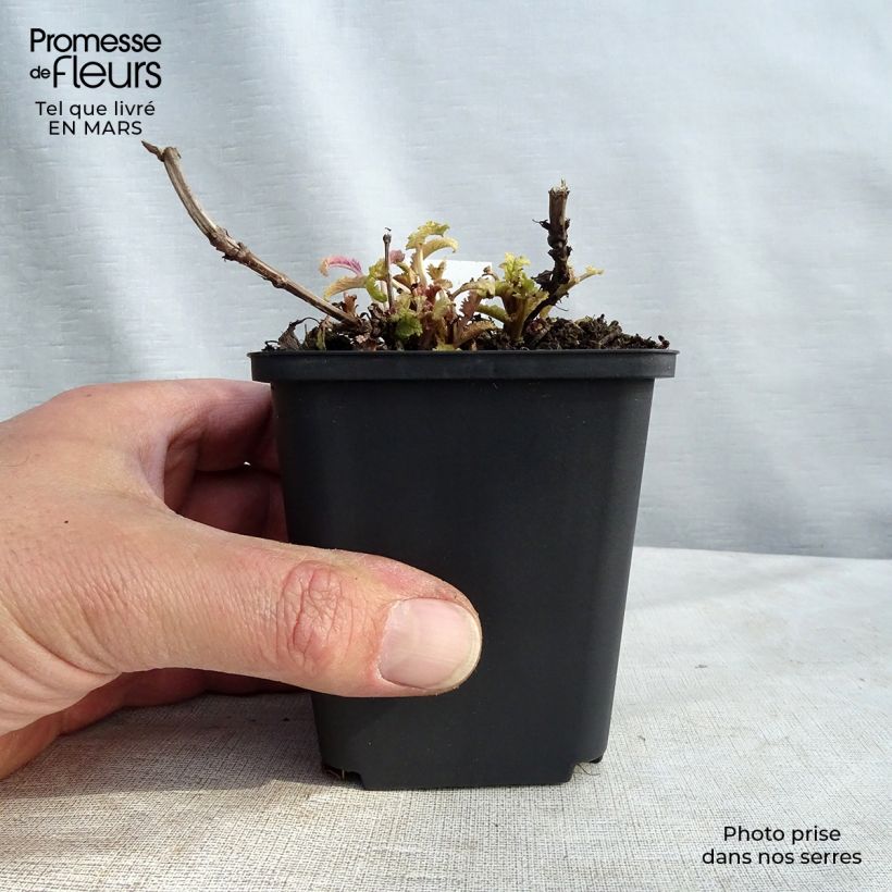 Salvia nemorosa Schwellenburg - Woodland Sage 8/9 cm pot sample as delivered in spring