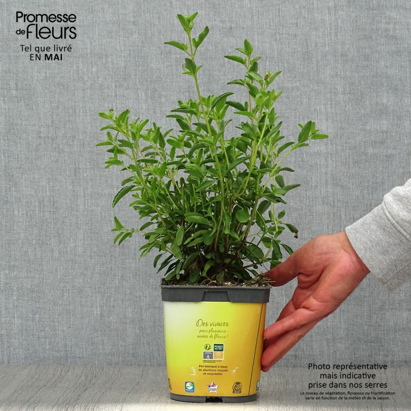 Salvia jamensis Belle de Loire 2L/3L pot sample as delivered in spring