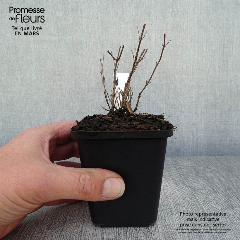 Salvia microphylla Blue Note 8/9 cm pot sample as delivered in spring