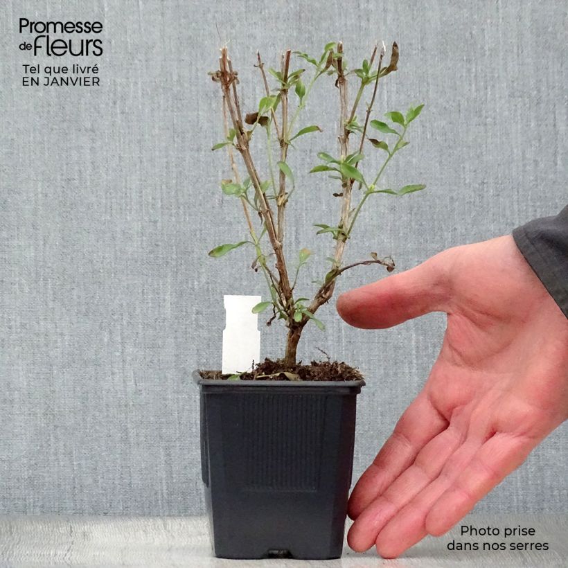 Salvia jamensis California Sunset 8/9 cm pot sample as delivered in winter