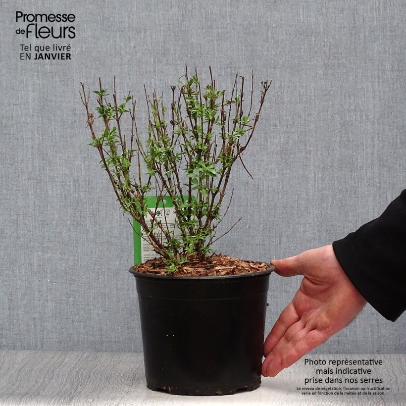 Salvia jamensis Lemon Light 2L/3L pot sample as delivered in winter