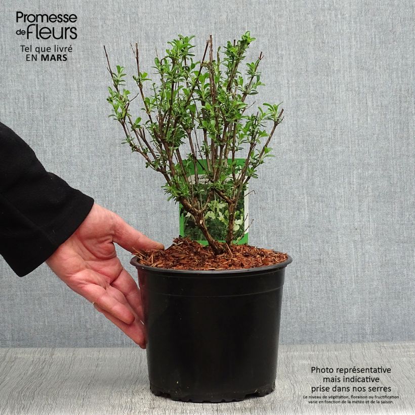 Salvia jamensis Lemon Light 2L/3L pot sample as delivered in spring