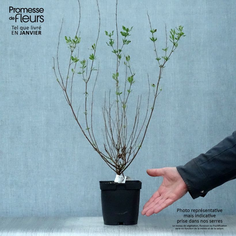 Salvia jamensis Melen 2L/3L pot sample as delivered in winter