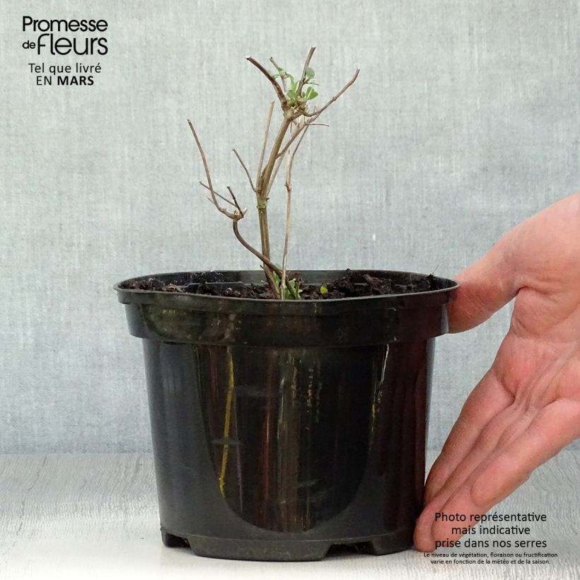 Salvia microphylla Pink Lips 2L/3L pot sample as delivered in spring