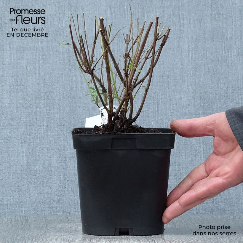 Salvia jamensis Pluenn 2L/3L pot sample as delivered in winter