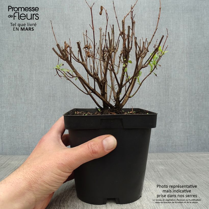 Salvia jamensis Pluenn 2L/3L pot sample as delivered in spring