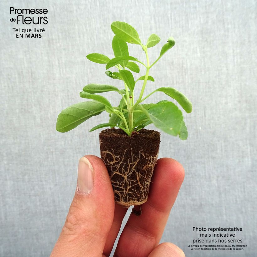 Salvia greggii Mirage Violet Plug plant 3/4cm sample as delivered in spring