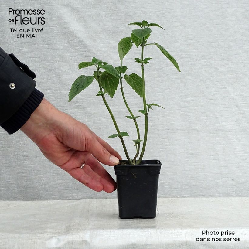 Salvia guaranitica Black and Blue - Shrubby Sage 7/8 cm pot sample as delivered in spring