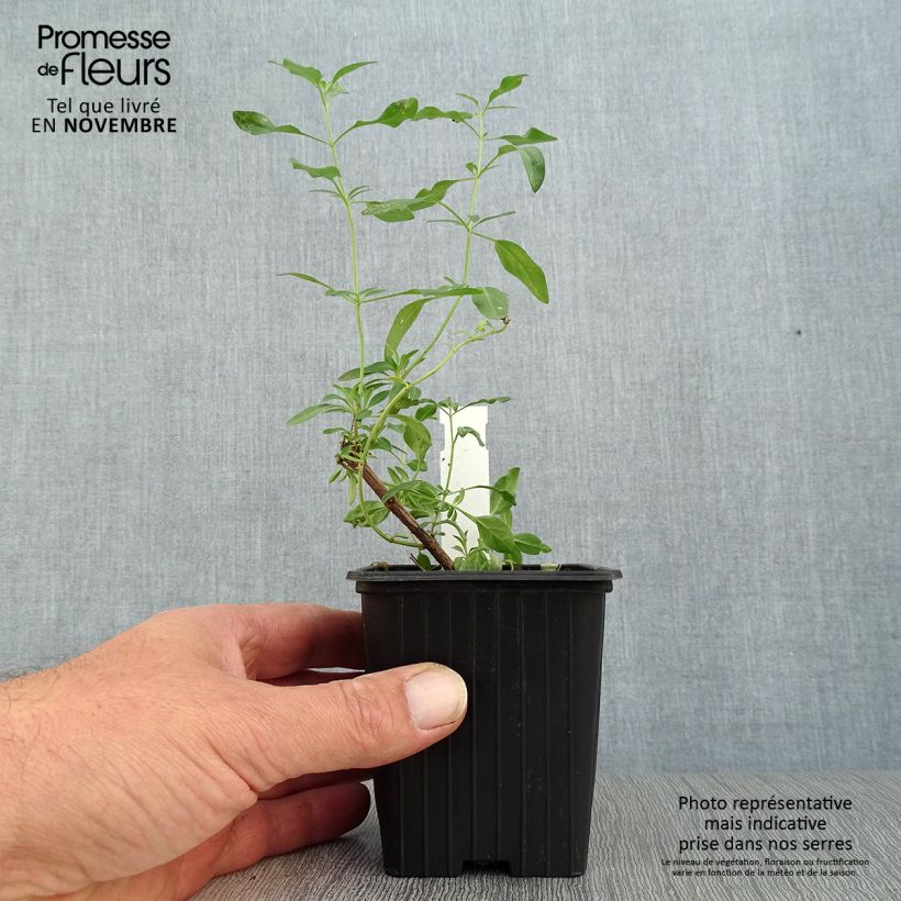Salvia jamensis Raspberry Royale 8/9 cm pot sample as delivered in autumn