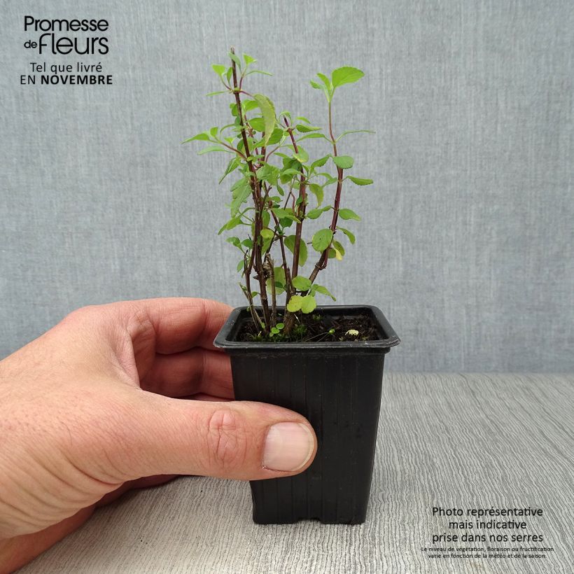 Salvia microphylla grahamii Hot Lips 7/8 cm pot sample as delivered in autumn