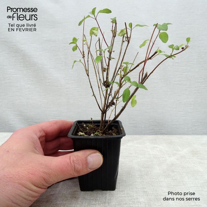 Salvia microphylla grahamii Hot Lips 7/8 cm pot sample as delivered in winter