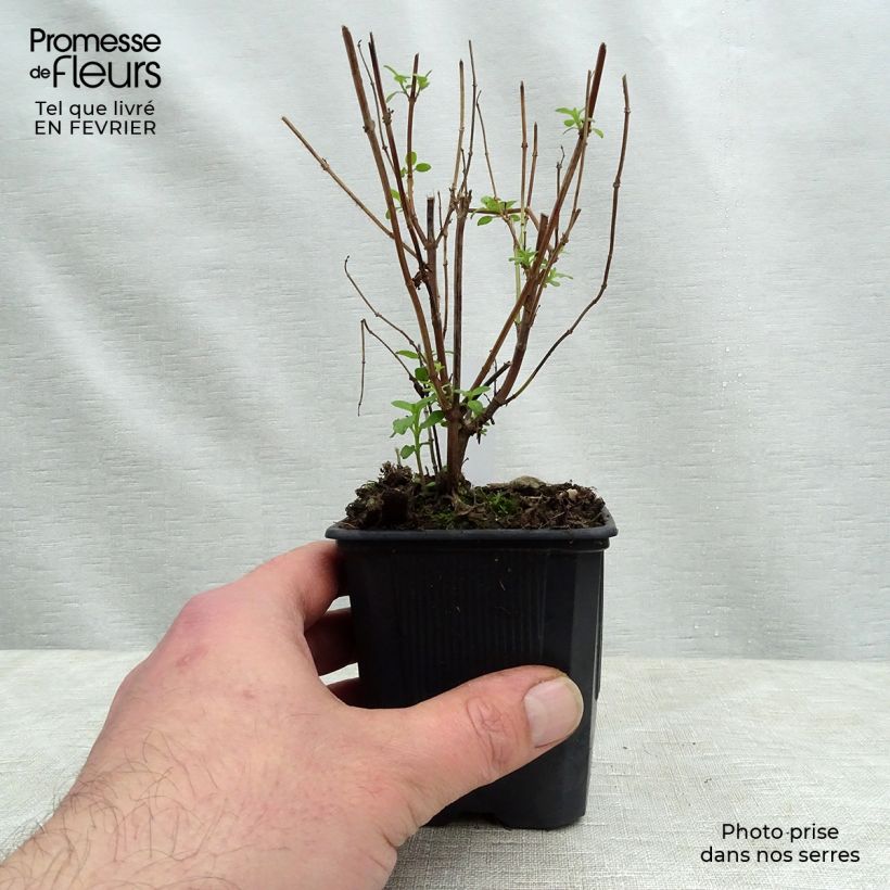 Salvia grahamii 7/8 cm pot sample as delivered in winter