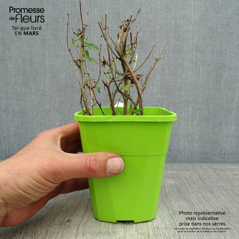 Salvia So Cool Pale Blue 1L/1.5L pot sample as delivered in spring