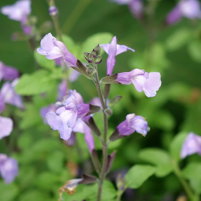 Salvia So Cool Pale Blue (Flowering)