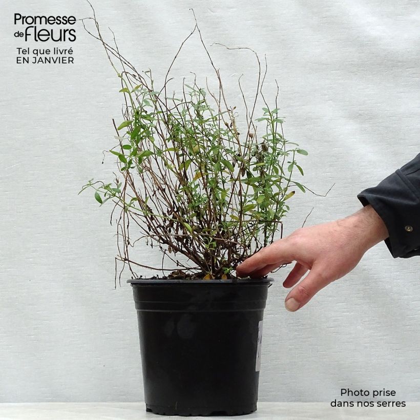 Salvia jamensis Violette de Loire 4L/5L pot sample as delivered in winter