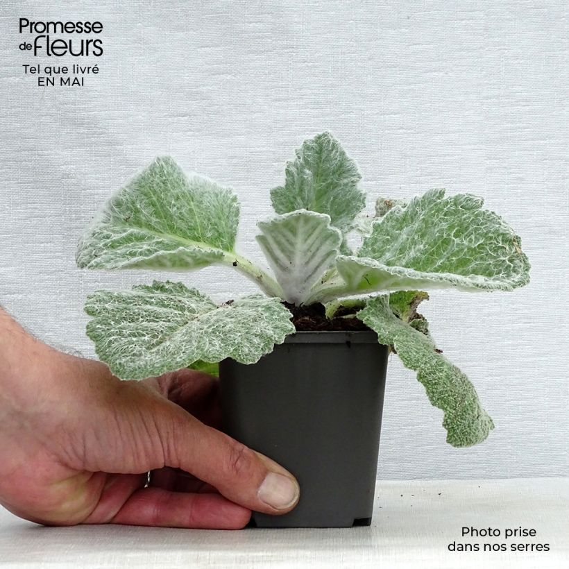 Salvia argentea  8/9 cm pot sample as delivered in spring