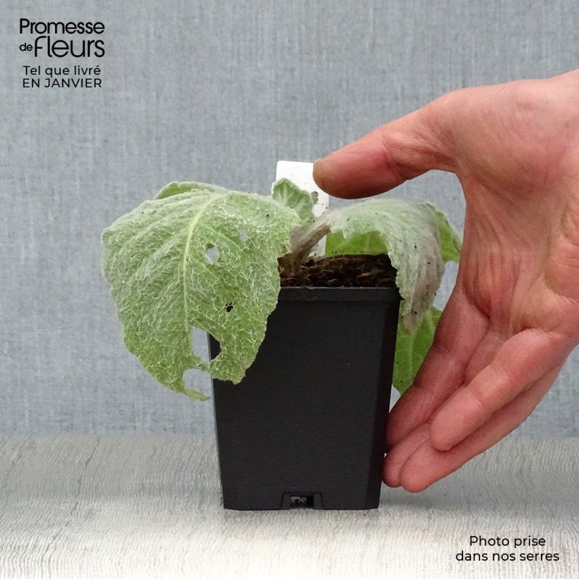 Salvia argentea  8/9 cm pot sample as delivered in winter