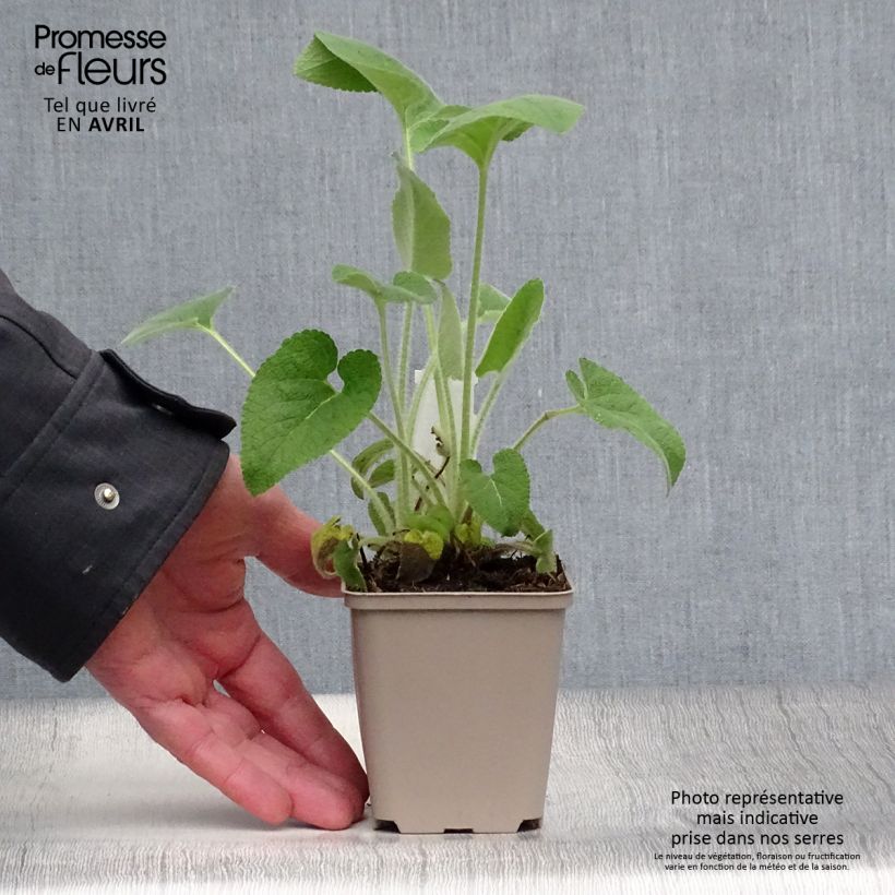 Phlomis samia  8/9 cm pot sample as delivered in spring