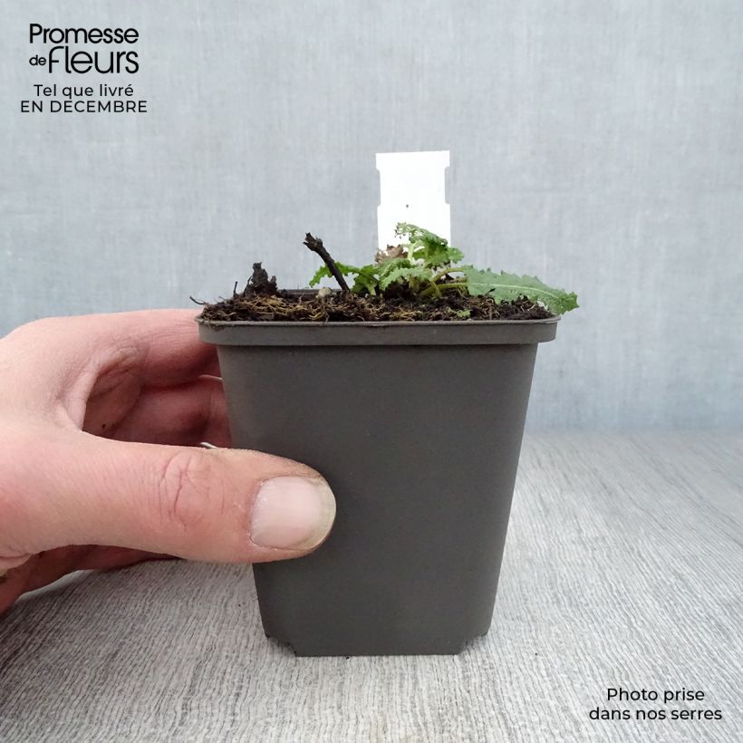 Salvia nemorosa Viola Klose - Woodland Sage 8/9 cm pot sample as delivered in winter