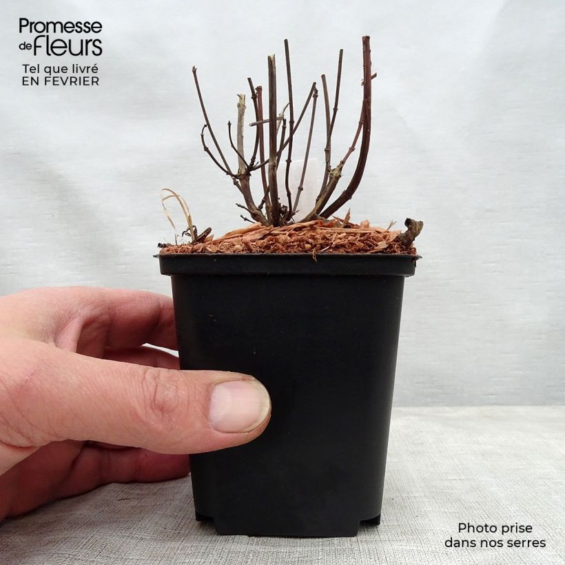 Salvia hybrida Embers Wish 8/9 cm pot sample as delivered in winter