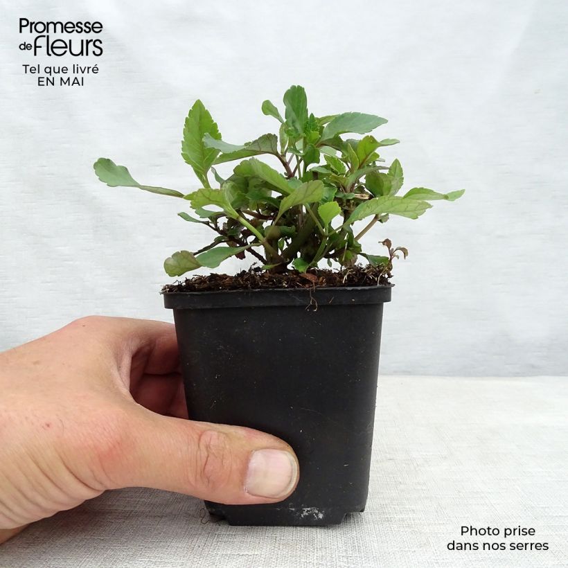 Salvia hybrida Embers Wish 8/9 cm pot sample as delivered in spring