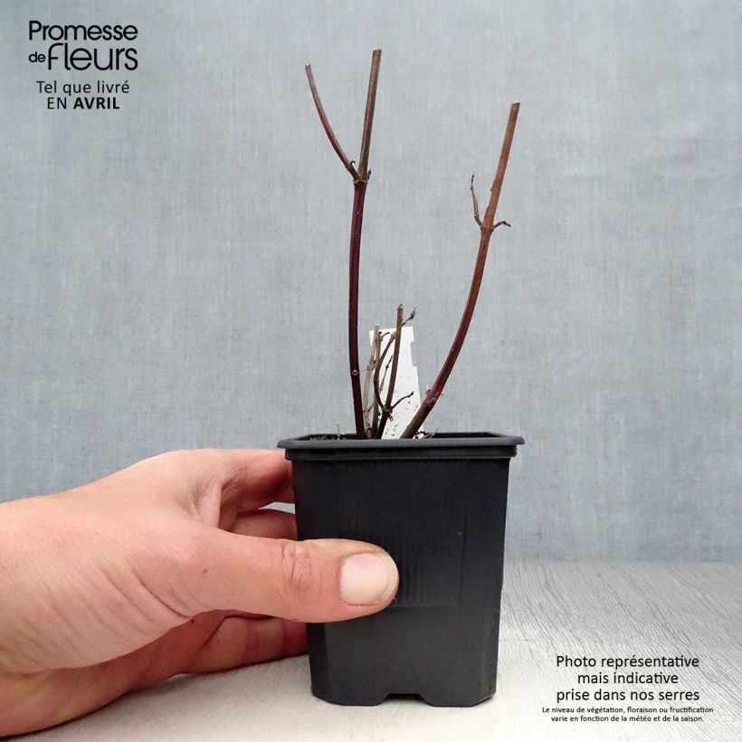 Salvia buchananii Love and Wishes 8/9 cm pot sample as delivered in spring