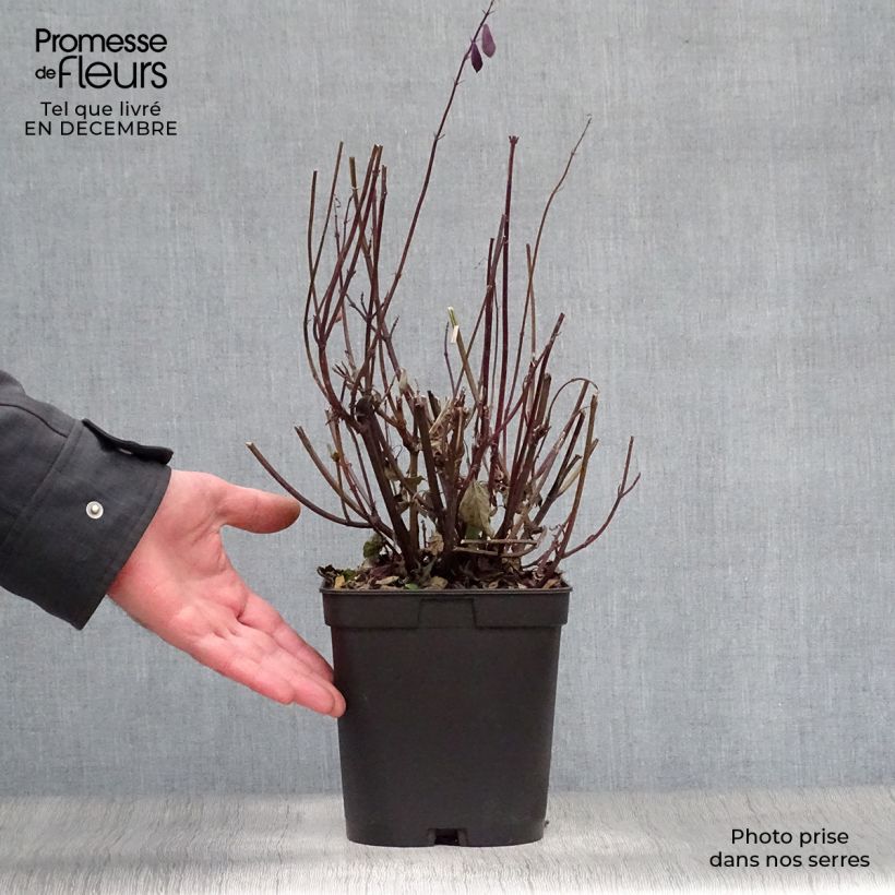 Salvia buchananii Love and Wishes 2L/3L pot sample as delivered in winter