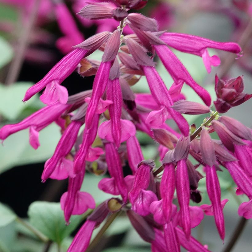Salvia buchananii Love and Wishes (Flowering)