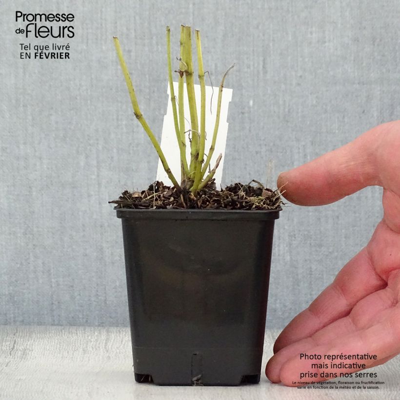 Salvia officinalis Albiflora 8/9 cm pot sample as delivered in winter